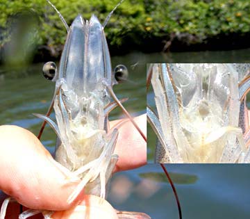 Magdalena Bay Shrimp Bait Photo 7