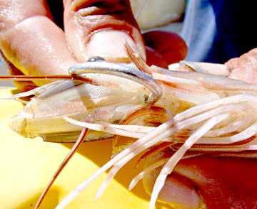 Magdalena Bay Shrimp Bait Photo 8