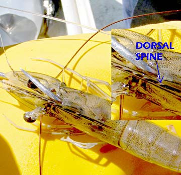 Magdalena Bay Shrimp Bait Photo 9