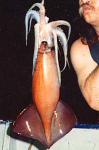 Humboldt squid caught in Mexico.