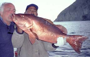 Dog snapper caught in Mexico.