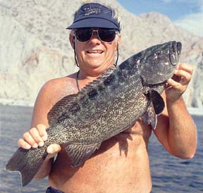 Cabrilla or leopard grouper caught in Mexico.