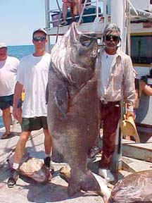 Large black sea bass caught in Mexican waters.