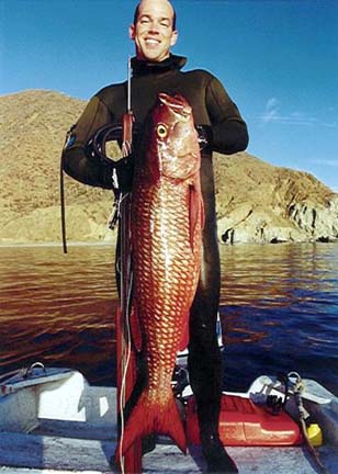 Mullet snapper, speared in Mexico.