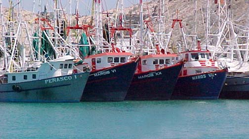 Photo of commercial fishing boats at Puerto Peñasco, Mexico.