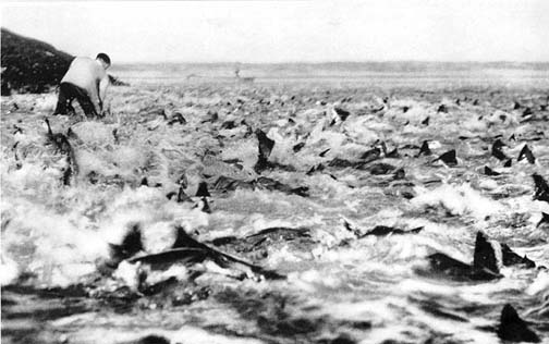 Photo of totoaba crashing beach, northern Sea of Cortez, Mexico.