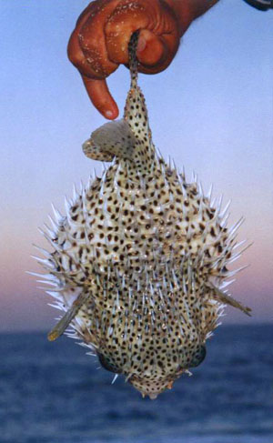 Mexico Fishing Photo 1