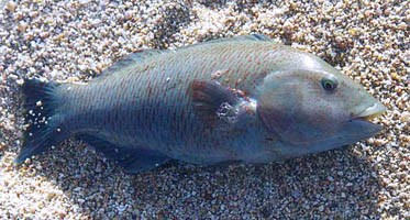 Mexico Fishing Photo 8
