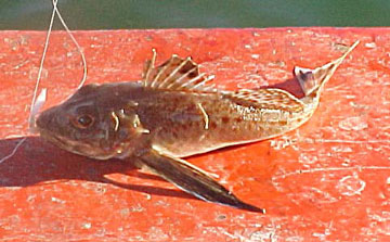 Fish Photo 1