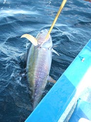 San Jose del Cabo Mexico Sportfishing Photo 6
