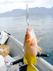 Mexico Fishing Photo 1