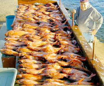 San Quintin Mexico Fishing Photo 1