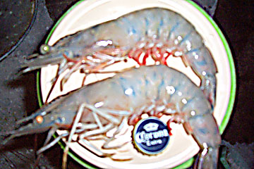 Tecolutla Mexico Shrimp Photo 1