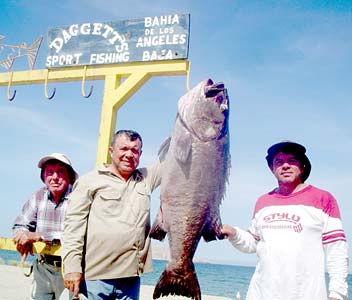 Black sea bass caught in fishing at Bahia de los Angeles, Mexico.