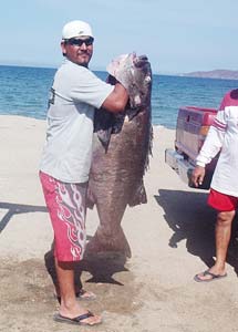 Capt. Enrique Daggett with black sea bass caught during fishing at Bahia de los Angeles, Mexico.