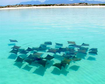 Formation of rays swimming in a school at Loreto, Mexico.