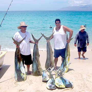 Eight large dorado caught while fishing at La Paz, Mexico.
