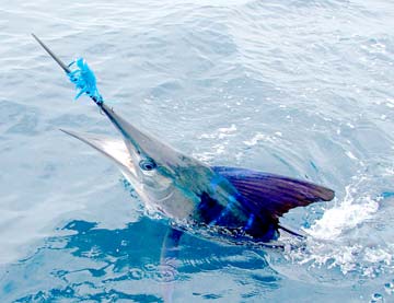 Loreto Mexico Striped Marlin Fishing Photo 1