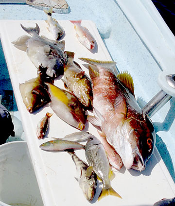 San Jose del Cabo Mexico Mixed Species Fishing Photo 1