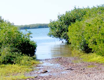 Magdalena Bay Mexico Mangrove Photo 1