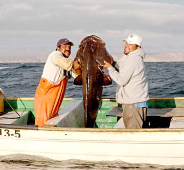 Santa Rosalia Mexico Gulf Grouper Fishing Photo 1