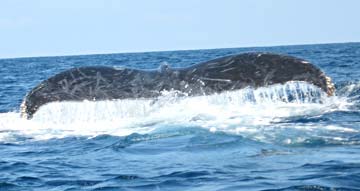 East Cape Mexico Whale Photo 1