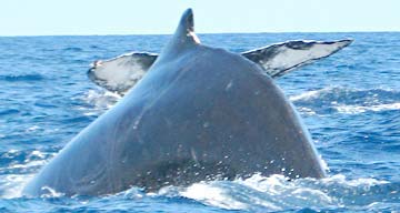 East Cape Mexico Whale Photo 2