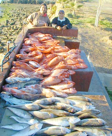 San Quintin Mexico Commerical Bottom Fishing Photo 1