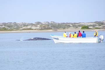 Magdalena Bay Mexico Whale Watching Photo 1