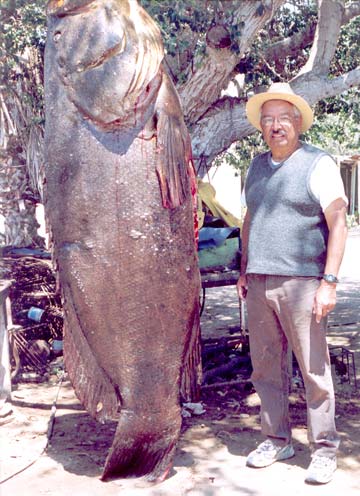 Baja California Mexico Giant Sea Bass Photo 1