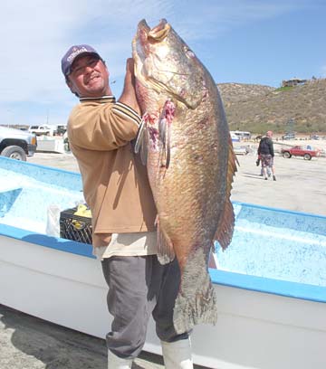 La Paz Mexico Dog Snapper Photo 1