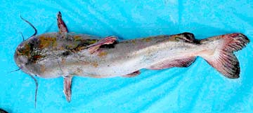 Baja Mexico Saltwater Catfish Photo 1