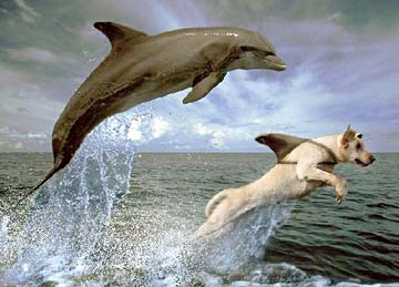 Jumping Dog and Porpoise Photo 1