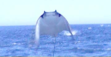 East Cape Mexico Jumping Manta Ray Photo 4