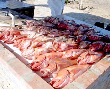 San Quintin Mexico Fishing Photo 2