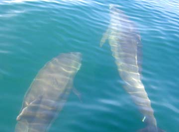 East Cape Mexico Dolphin Photo 1