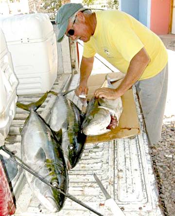 East Cape Mexico Fish Filleting Photo 1