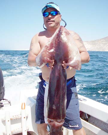 Cabo San Lucas Mexico Humboldt Giant Squid Photo 1