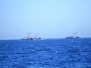Los Cabo Mexico Commercial Fishing Photo 4