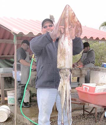 Ensenada Mexico Humboldt Giant Squid Photo 1