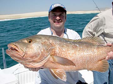 Big dog snapper caught in fishing at Cabo San Lucas, Mexico.