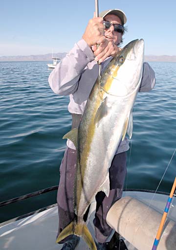 Big yellowtail caught in fishing off Santa Rosalia, Mexico.