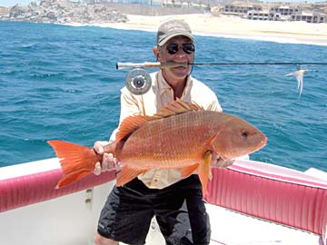 Snapper caught while fly fishing at Cabo San Lucas, Mexico.