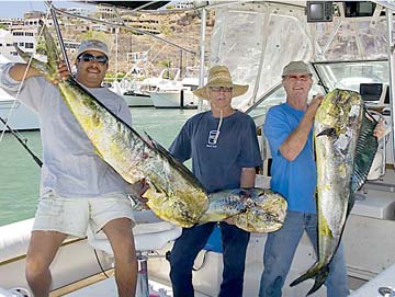 Three large mahi-mahi caught during fishing at San Carlos, Sonora, Mexico.