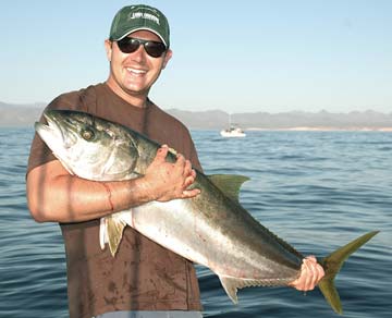 Large yellowtail caught during fishing off Santa Rosalia, Mexico.