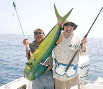 Dorado caught in fishing at East Cape, Mexico.
