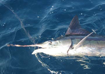 Marlin caught at San Carlos, Sonora, Mexico.