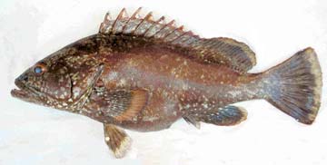 Clipperton grouper caught at San Jose del Cabo, Mexico.