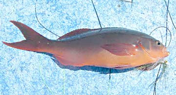 Pacific creolefish caught at Loreto, Mexico.