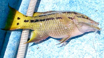 Hogfish caught at Loreto, Mexico.